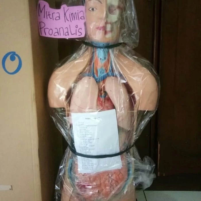 

MODEL TORSO PRIA / WANITA PERAGA PENDIDIKAN BIOLOGI PAJANGAN LAB EDUKASI PENDIDIKAN