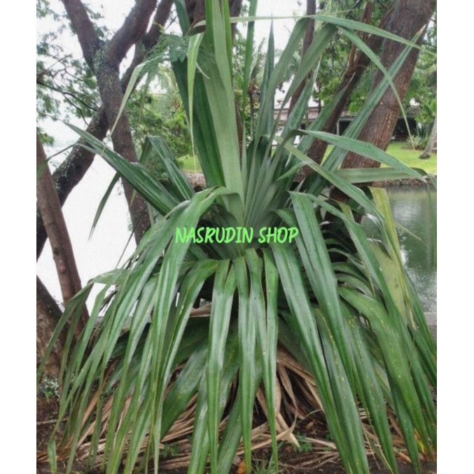 BIBIT PANDAN NANAS 2KG ASLI INDONESIA | PANDANUS TANAMAN HIAS