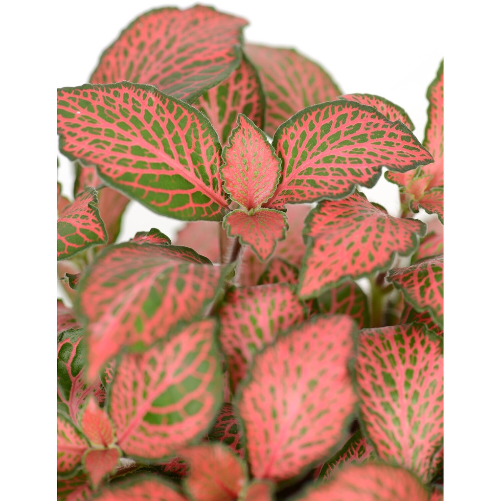 Tanaman Hias Bunga Fittonia Jungle Flame Tanaman Fittonia Murah Bunga Pink