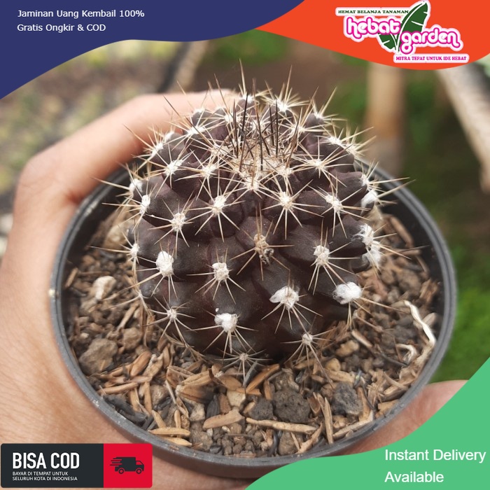 BELI DI SINI kaktus ownroot copiapoa ice cream - Hebat Store