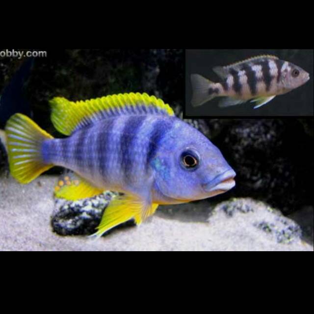 Petrotilapia Chitimba Bay Mbuna Lake Malawi Citimba Cichlid African