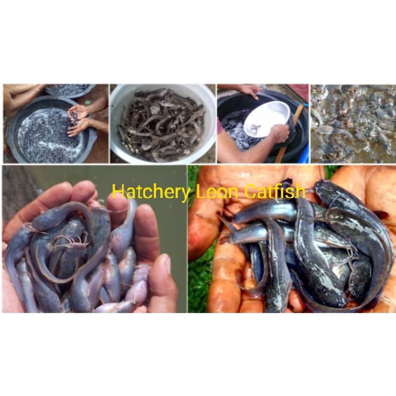 Bibit ikan lele sangkuriang size 4-12 cm