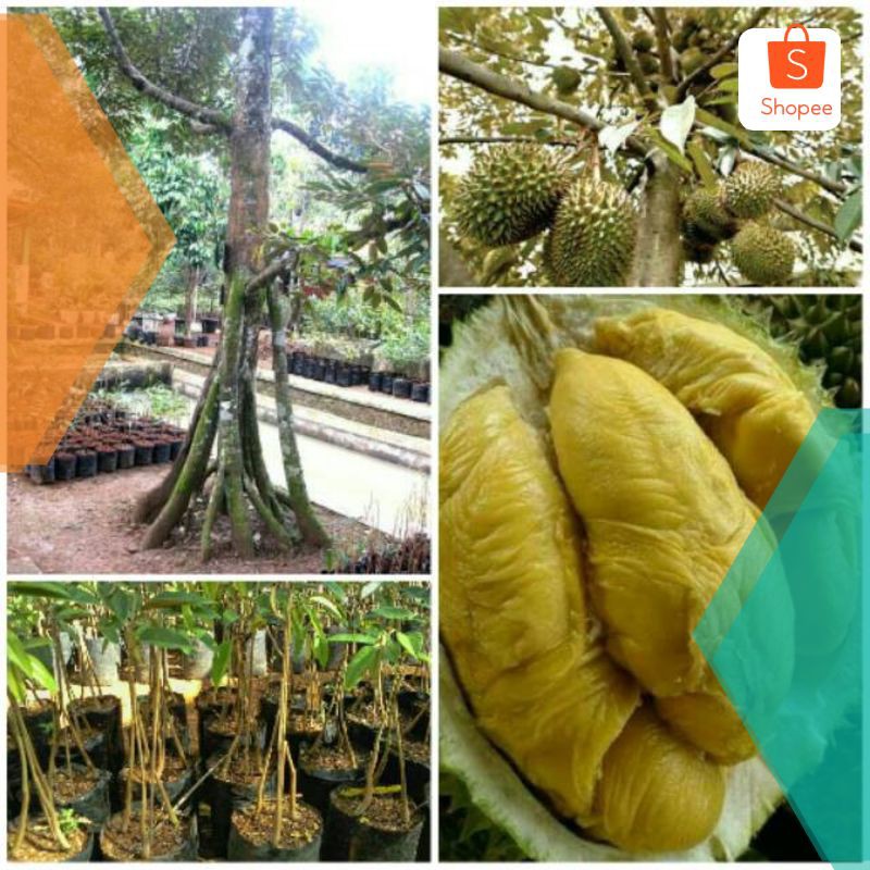 Bibit durian musang king kaki 5 Asli