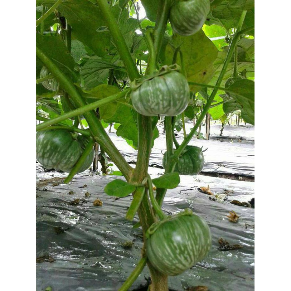 Isi 2030 Benih Biji Unggul terong bulat hijau lokal Sayur Sayuran