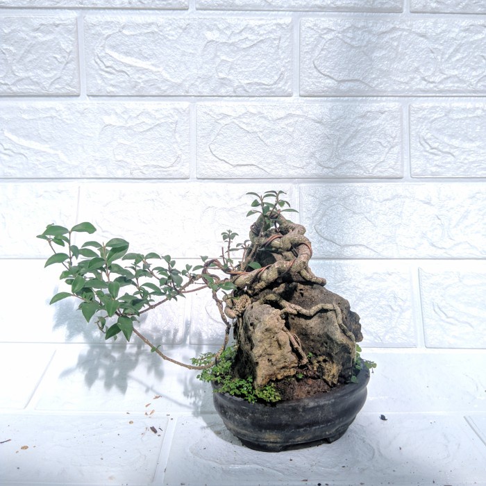 bonsai mame sakura pink flower mikro on the rock