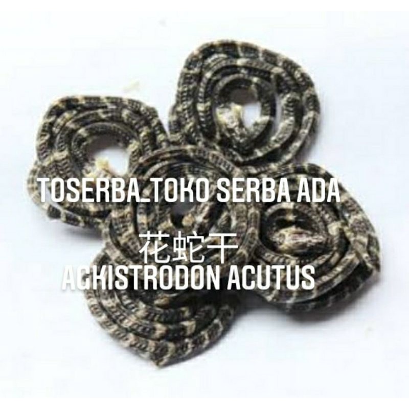 

100gr Bai Hua She 白花蛇 Qi She Gan 蜞蛇干 Agkistrodon Acutus Premium