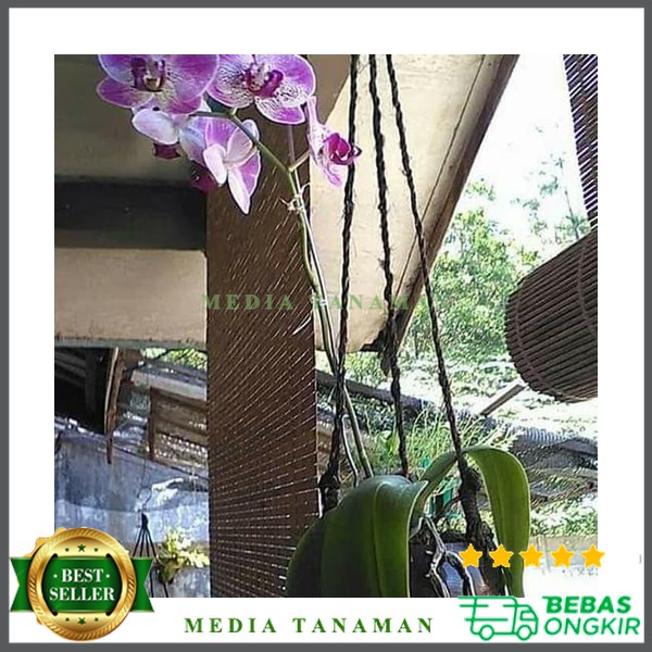 Vas gantung anggrek bulan dendrobium batok Ready Stok