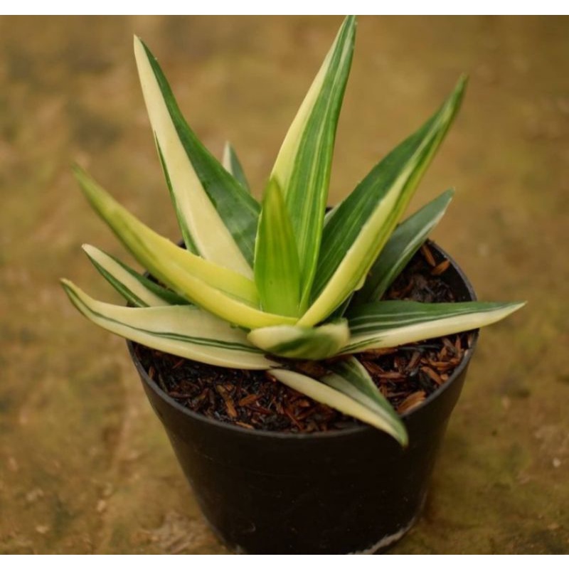 Haworthia Black Gem