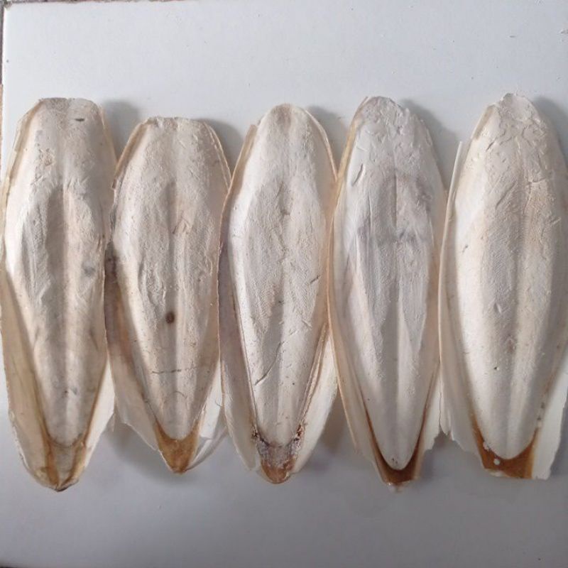 

Tulang Sotong 14-16 CM, 17-20 CM & 21-24 CM