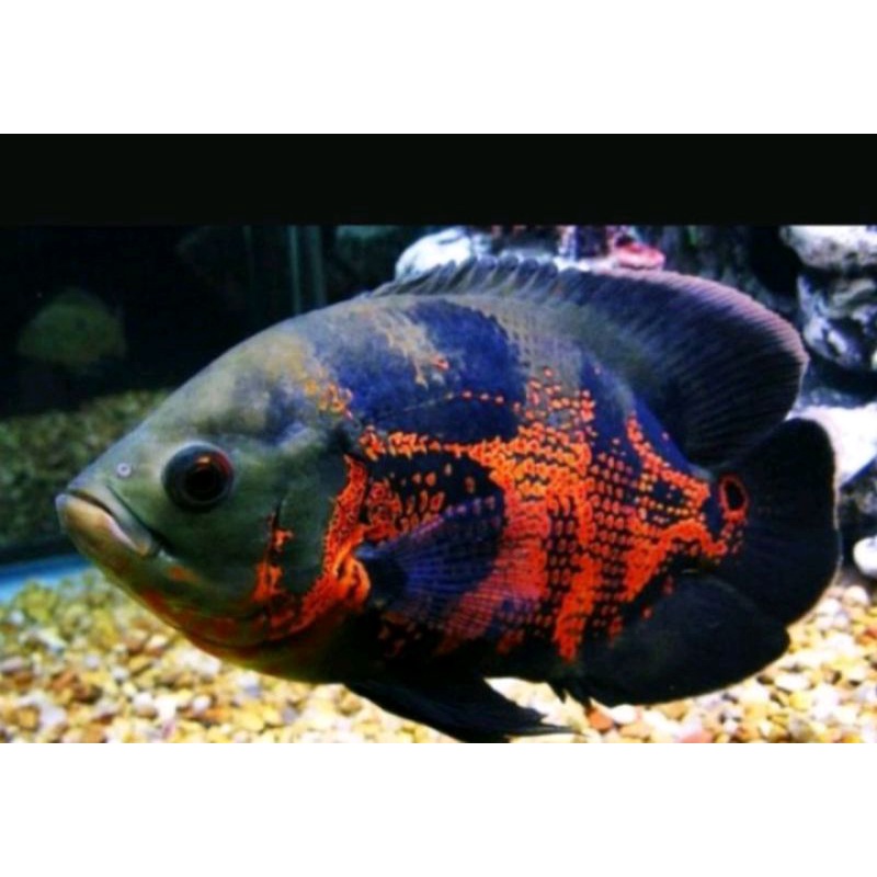 Oscar Tiger Batik Baby 5-7cm ( 2 jari -+)