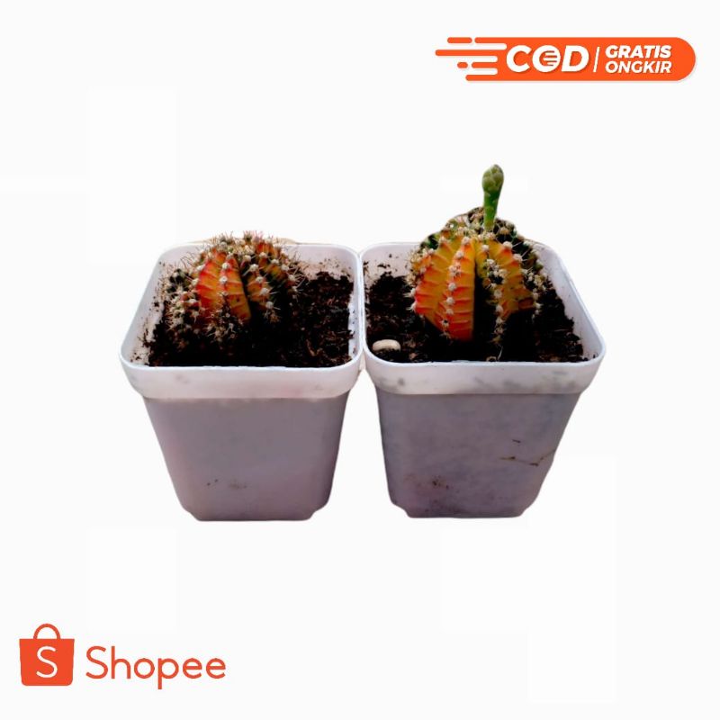 [SUKASUKULEN.ID] ECER GYMNO MULTI COLOR | GYMNO MURAH | KAKTUS GYMNO | KAKTUS MURAH | KAKTUS SOLO