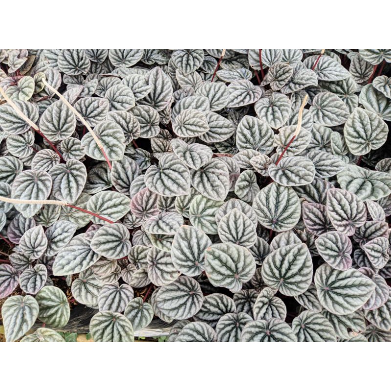 Tanaman peperomia red silver