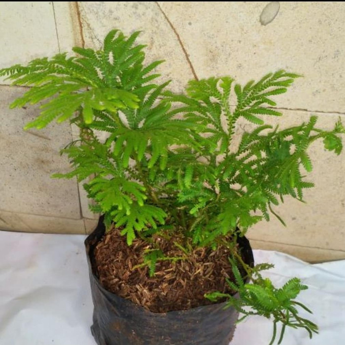 Tanaman hias ceker ayam - Pohon ceker ayam