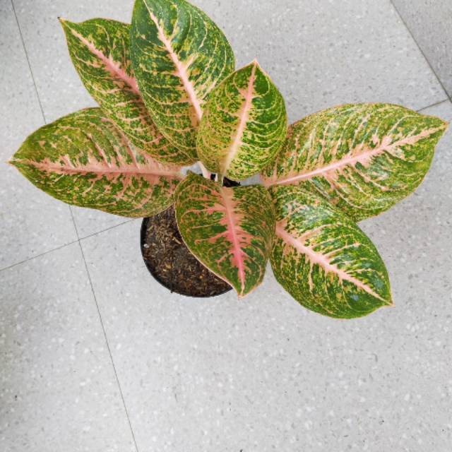 Aglonema harleyqueen / aglaonema Harlequeen