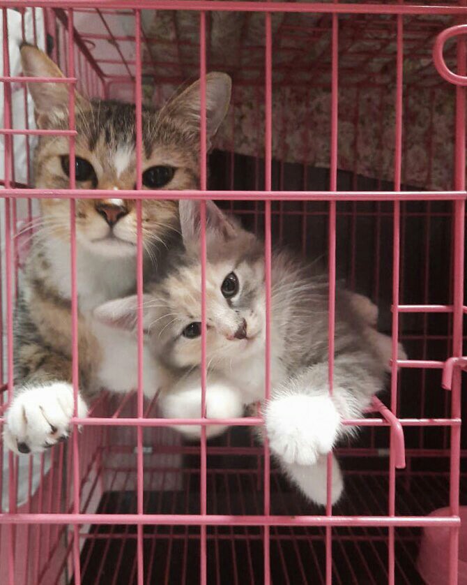 Jemuran Baju Aluminium Capstok Hongkong Bina Karya