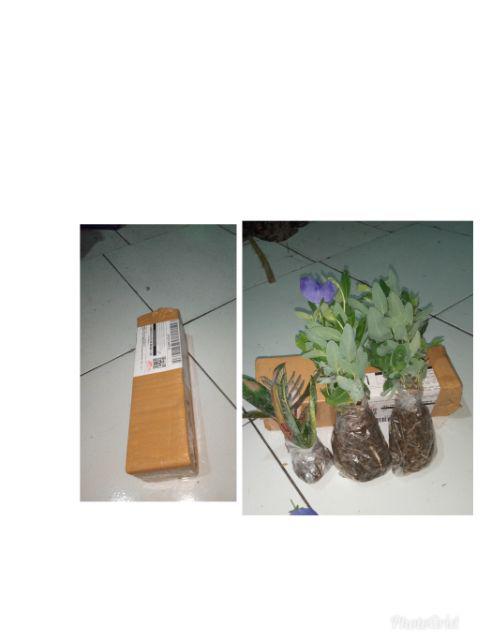 Tanaman Hias  Bibit Bunga Star Blue