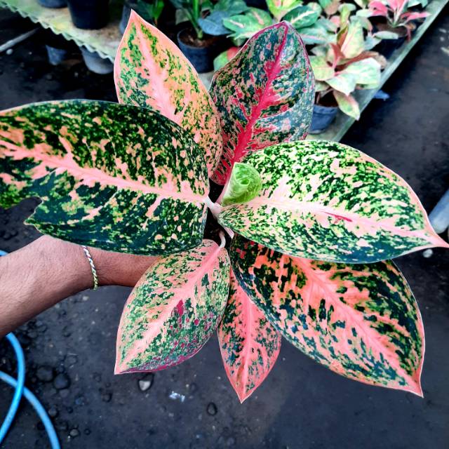 Tanaman Hias Aglaonema/Aglonema Hias STARDUST ORANGE (Aglaonema/Srirejeki)