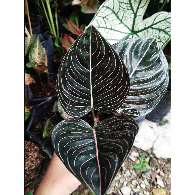 Aglonema Rotundum Aceh