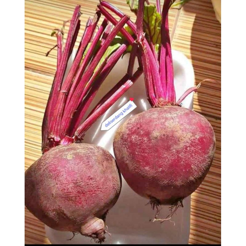 

BUAH BIT MERAH SEGAR