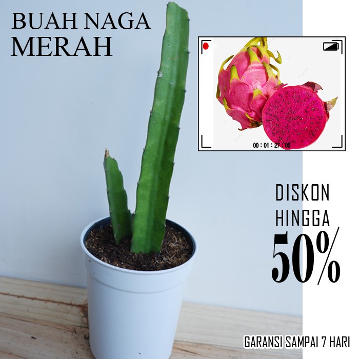 Tanaman Bibit Buah Naga Merah BONUS Blackberry