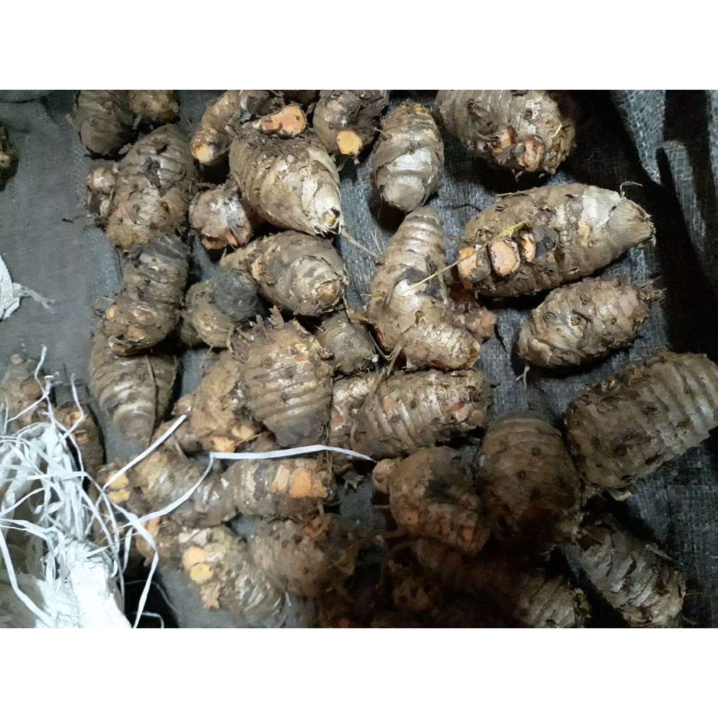 

biang | bonggol | induk kunir / kunyit original berat 1kg basah fresh segar