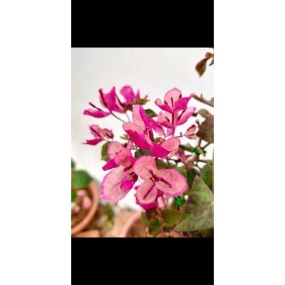 batang stek bougenville