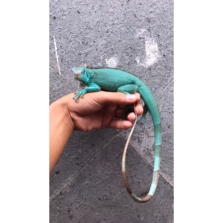blue iguana