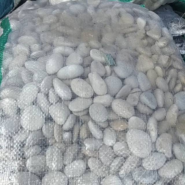 Batu koral putih ukuran uang logam 500