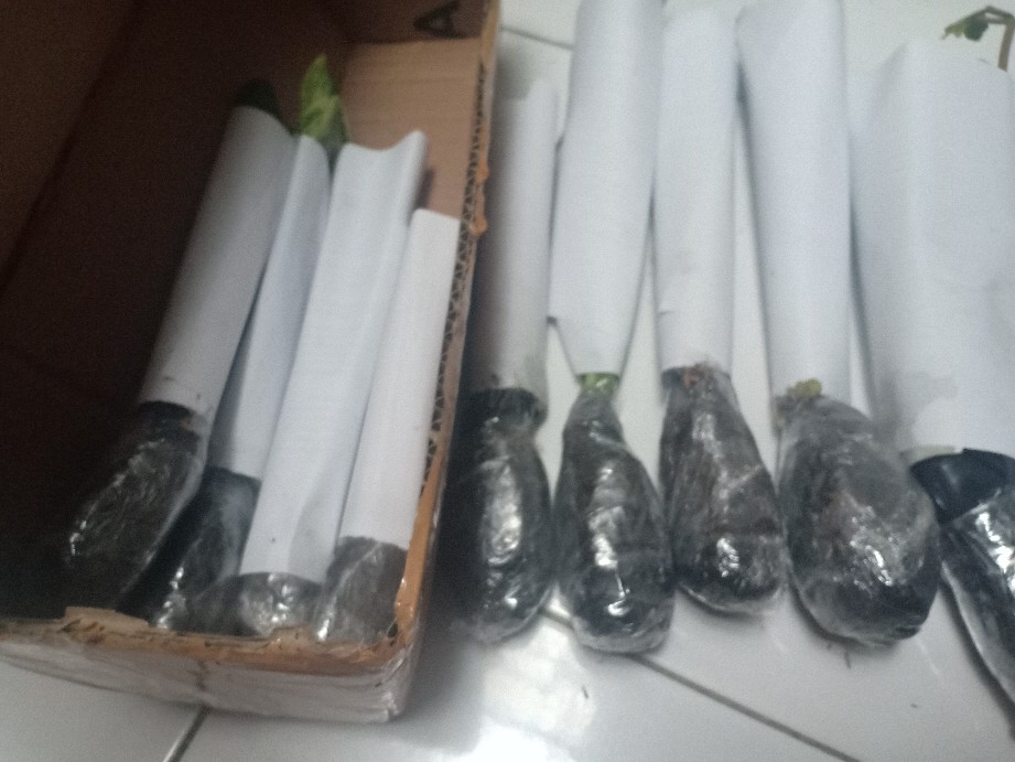 Tanaman Aglaonema Lipstik Pink/ Lipstik Kelasik