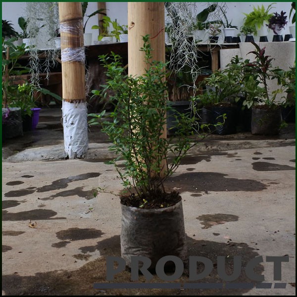 Tanaman Hias Seribu Bintang Serissa Foetida Shopee Indonesia