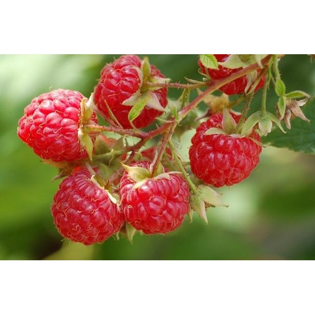 Bibit Pohon Buah Raspberry/Arbei &&**&&