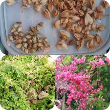 biji bunga air mata pengantin 50biji