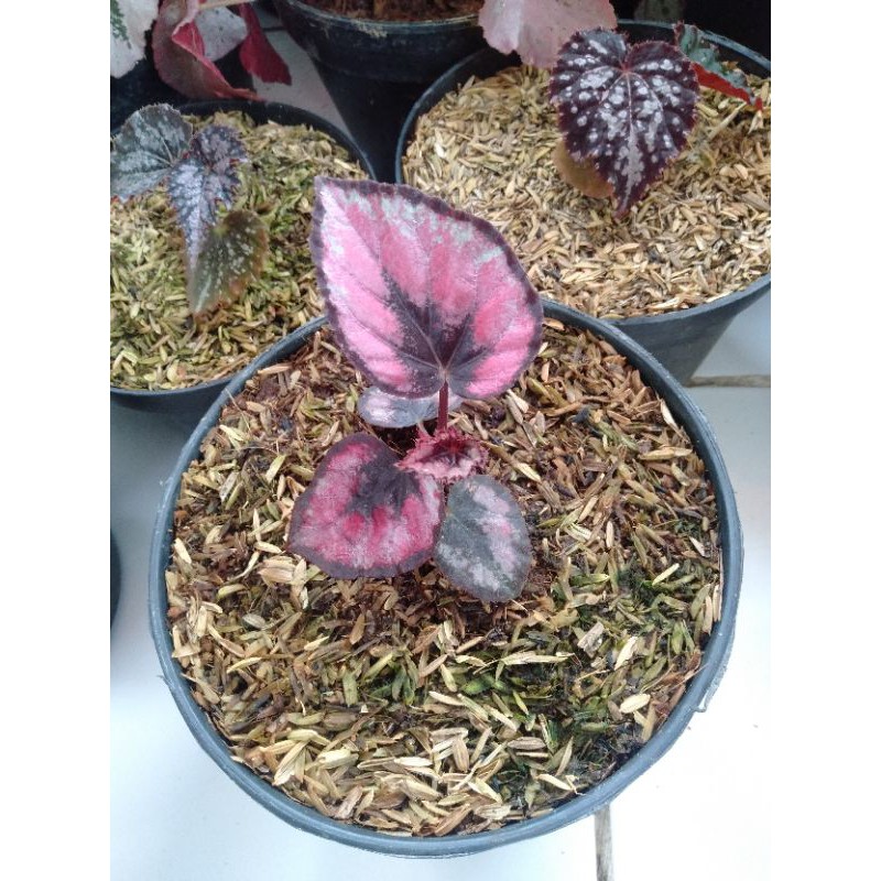 Tanaman Hias Begonia Red Chili