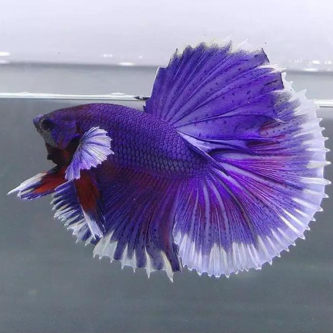 Terlaris Ikan Cupang Halfmoon Big Ear Warna Pilihan Terkeren Random