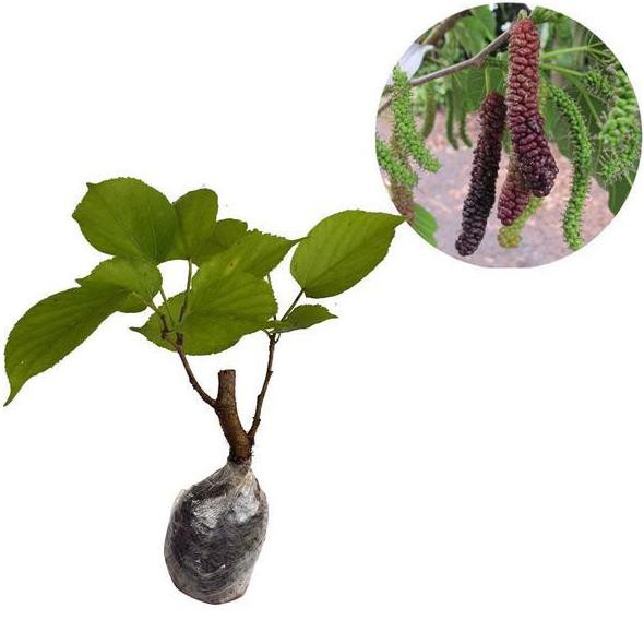 Tanaman Buah Long Murbei ( Himalayan Murbei )