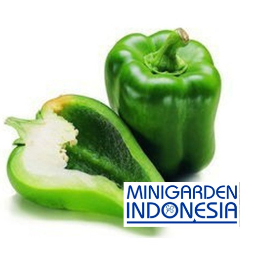 5 Benih ASLI cabai Paprika hijau F1 / hibrida bibit tanaman sayur sayuran cabe