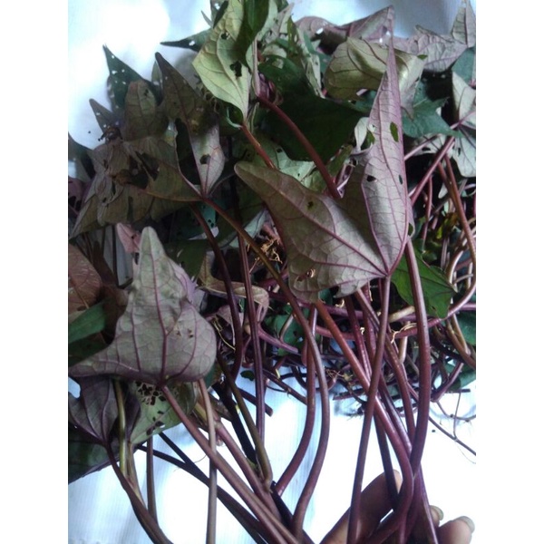 Bibit Ubi Ungu Bibit Ubi Jalar Ungu per 10 bibit