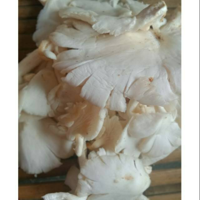 

jamur 250gr