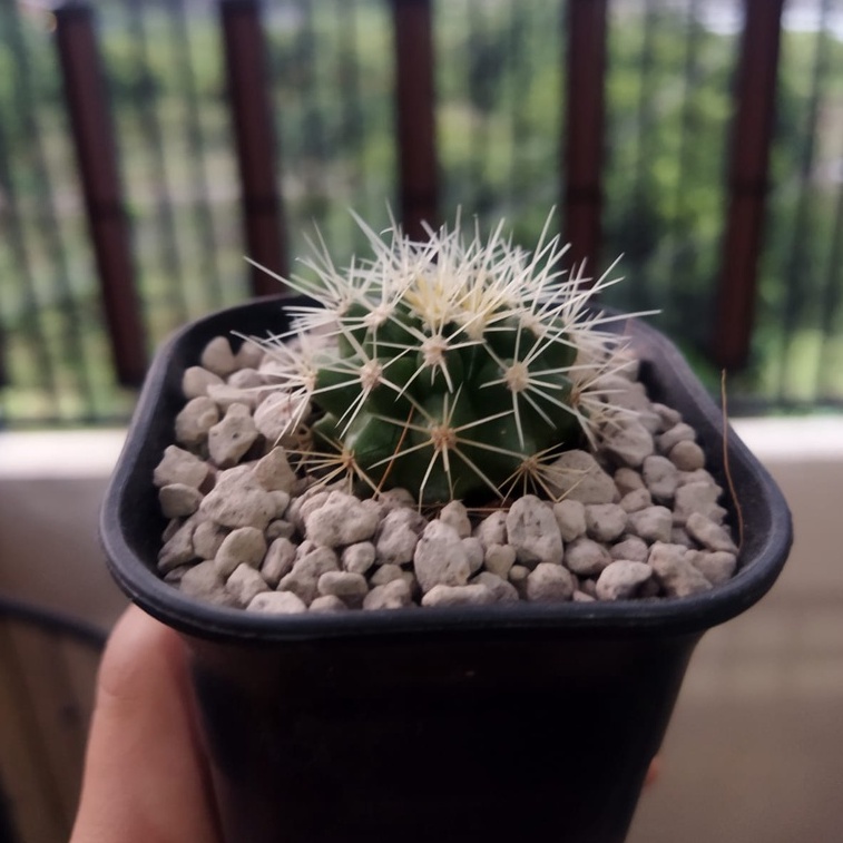 Kaktus Sukulen Golden Barrel Cantik Unik Mini Tanaman Hias Murah