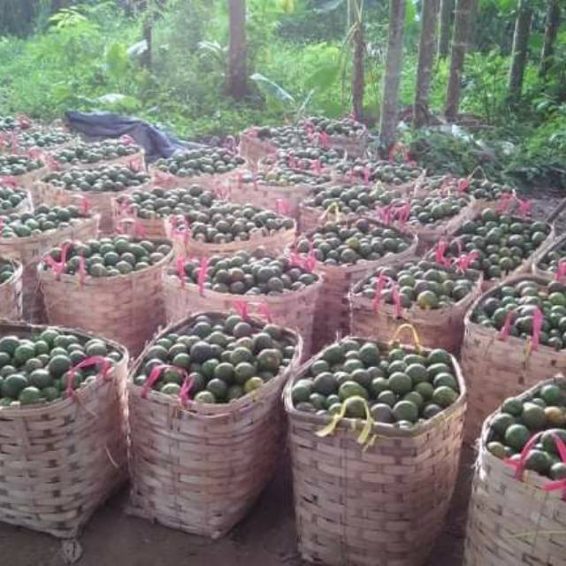 

JERUK PERAS JERUK SIEM PANTAI BUAYA