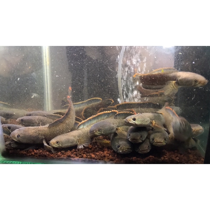 channa limbata 15cm up cakep