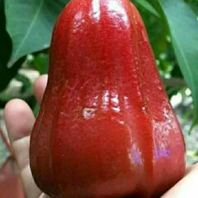 Bibit jambu citra jumbo