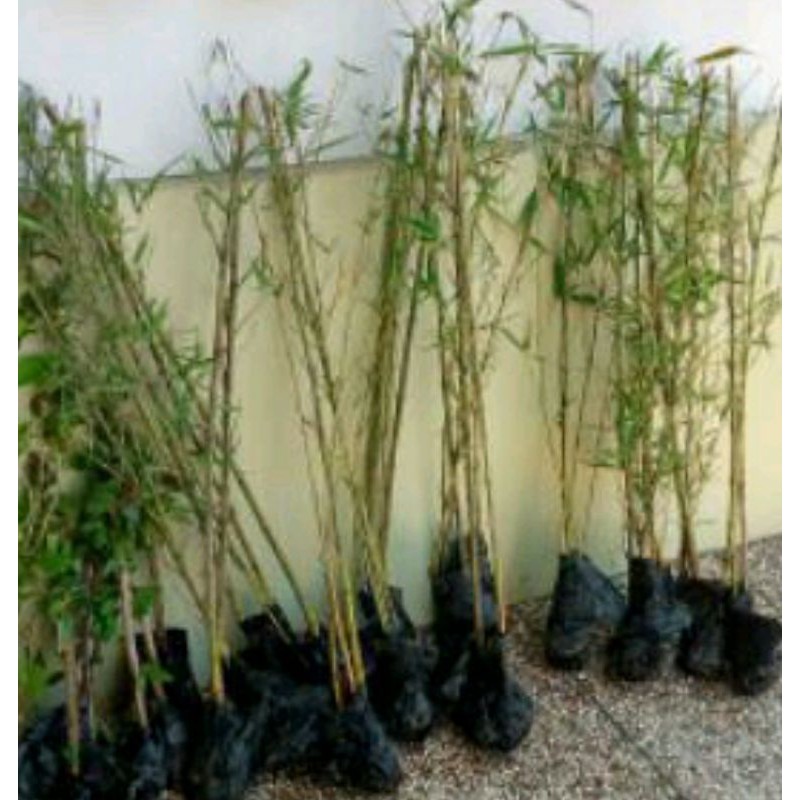 

[Fresh] TANAMAN HIAS BAMBU JEPANG / BONGGOL PERUMPUN