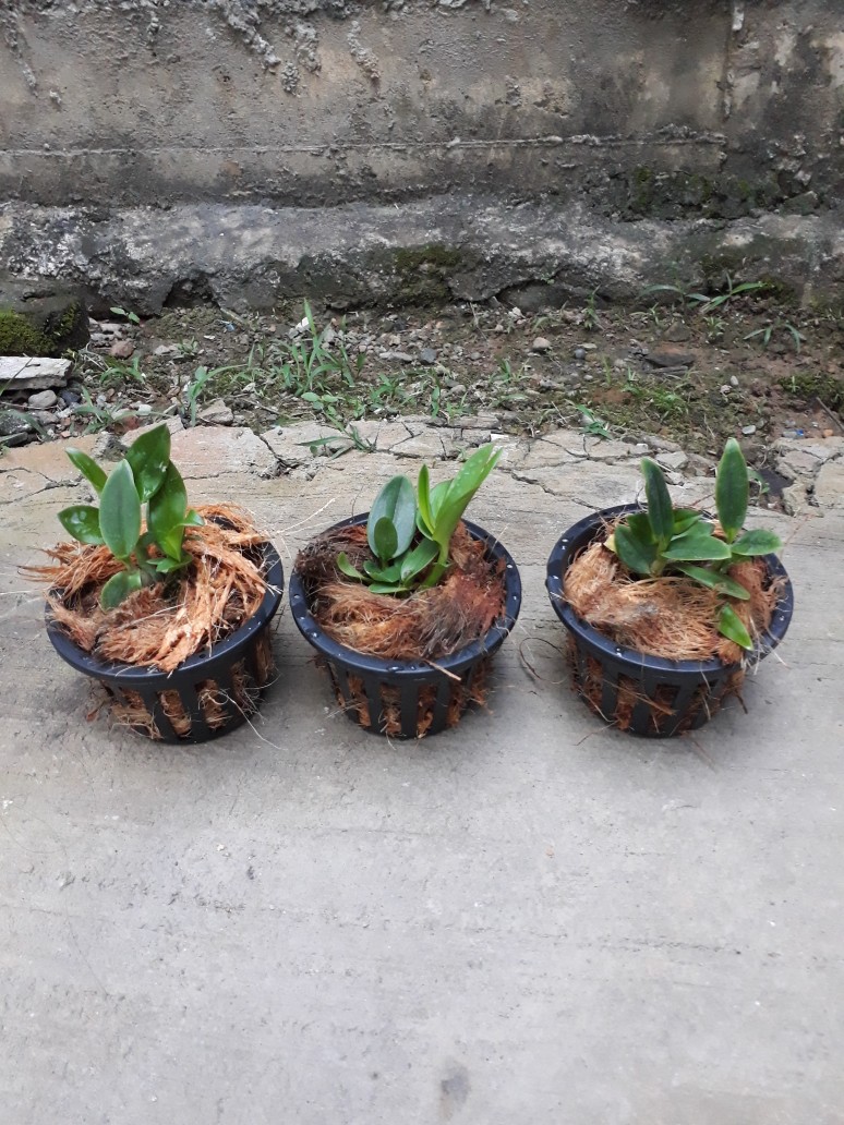 Pot Anggrek Keranjang - Ukuran 10cm