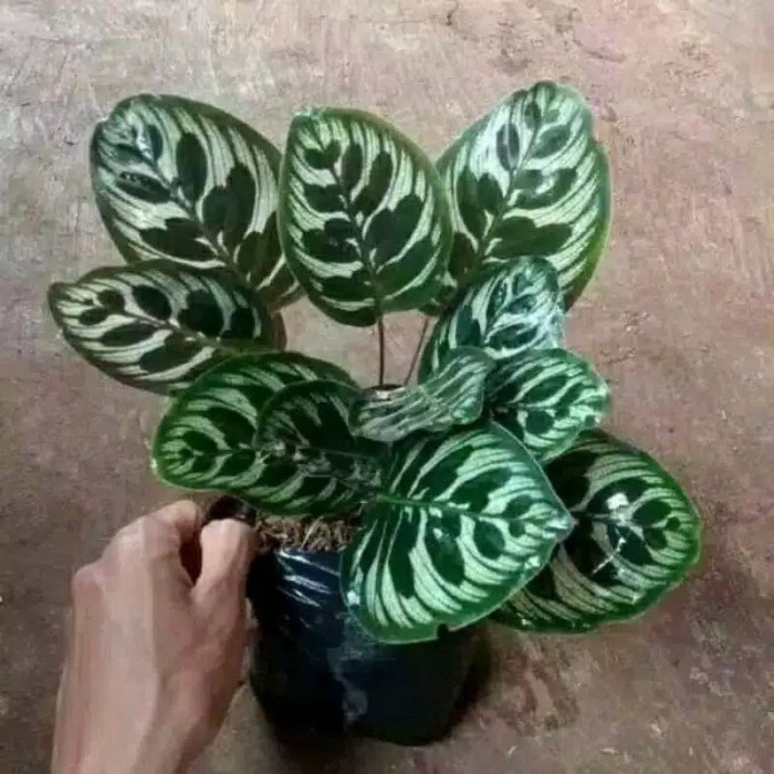 Tanaman hias calathea makoyana–calathea makoyana