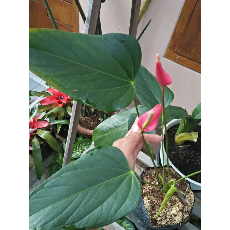 Tanaman anthutium ladyjane pink