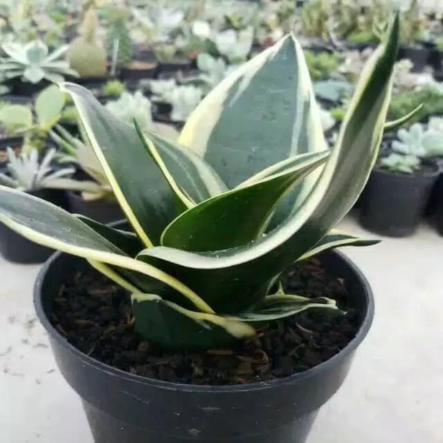 Tanaman hias sansivera pagoda murah - Sansivera mini - sansivera gold TERMURAH