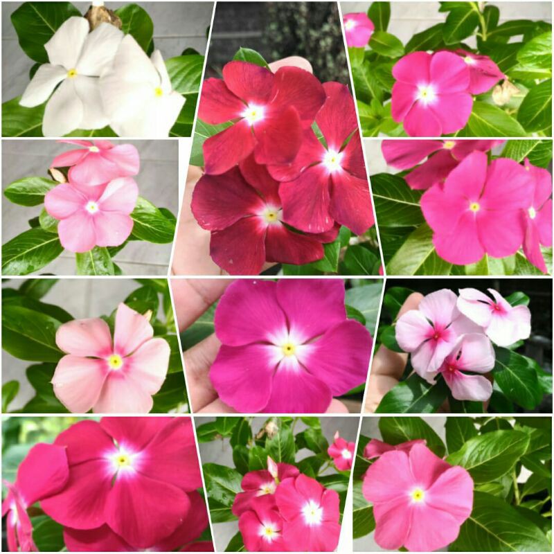 benih vinca import, benih vinca mix warna, benih vinca exotik