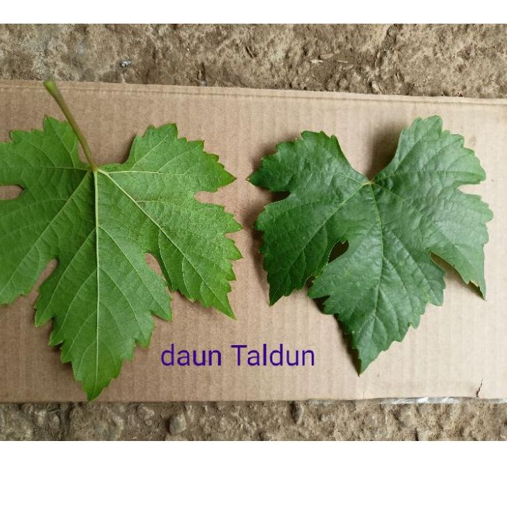 Terbagus.. bibit anggur impor taldun batang super besar Valid