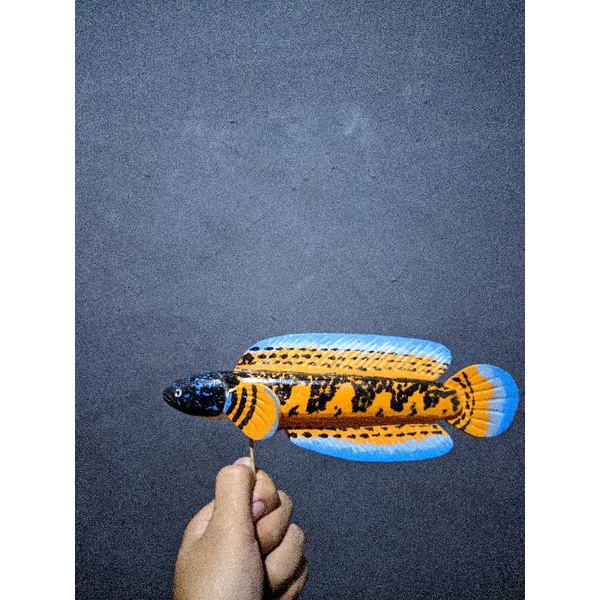 patung Channa auranti 25cm